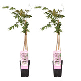 Glycine du Japon Rosea - Glycine rose - 2 plants - H 65 cm, pot Ø15 cm
