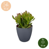 Crassula ovata avec cache-pot gris - Arbre de jade