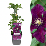 Clématite Warszawska Nike - 4 plants