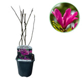 Magnolia Susan - fleurs rose foncé - H 45 cm, pot Ø17 cm