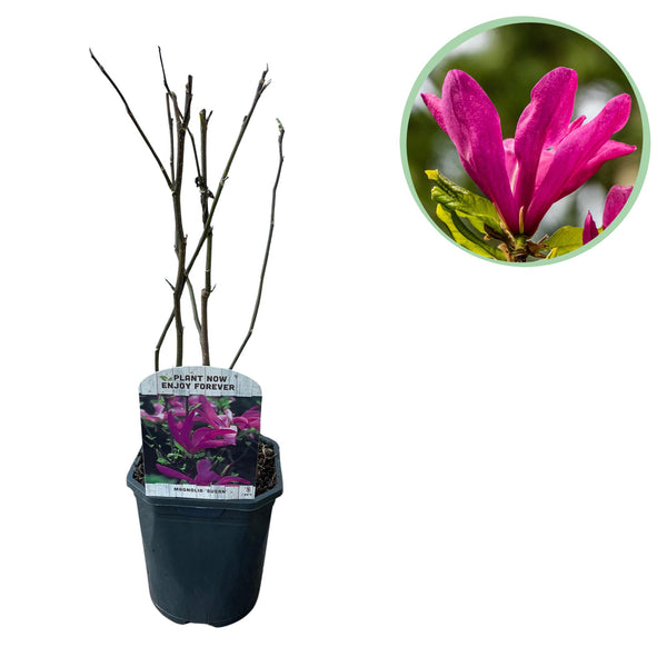 Magnolia Susan - fleurs rose foncé