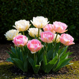 Tulipe double Double Sensation en mélange - calibre 11/12
