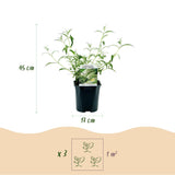 Buddleia White Profusion - Arbre aux papillons blanc - H 45 cm, pot Ø17 cm