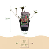 Arbre aux papillons Flower Power - Buddleja davidii - 3 plants - H 30 cm, pot Ø17 cm