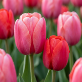 Tulipe en mélange rose et rouge - 320 bulbes