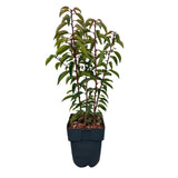Laurier du Portugal Angustifolia pour haie - 6 plants pour 1 m - H 50 cm, pot Ø17 cm