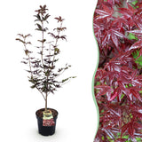 Érable du Japon Bloodgood - H 90 cm, pot Ø26 cm