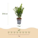 Kit haie Buis commun - H 20-25 cm, pot Ø9 cm