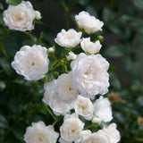 Rosier White Fairy - Rosier polyantha blanc - H 20-25 cm, pot Ø12 cm - photo 5