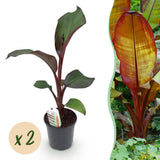 Bananier d'Abyssinie rouge Maurelii - Ensete ventricosum - 2 plants - H 40 cm, pot Ø17 cm