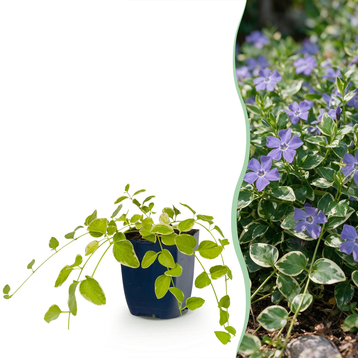 Grande pervenche panachée - Vinca major Variegata - H 15-25 cm, pot Ø11 cm
