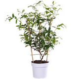 Jasmin étoilé Star of Toscana jaune - Trachelospermum - H 65 cm, pot Ø15 cm