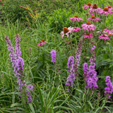 Kit de vivaces pour abeilles et papillons - 24 plants pour 3 m² - H 25 cm, pot Ø11 cm