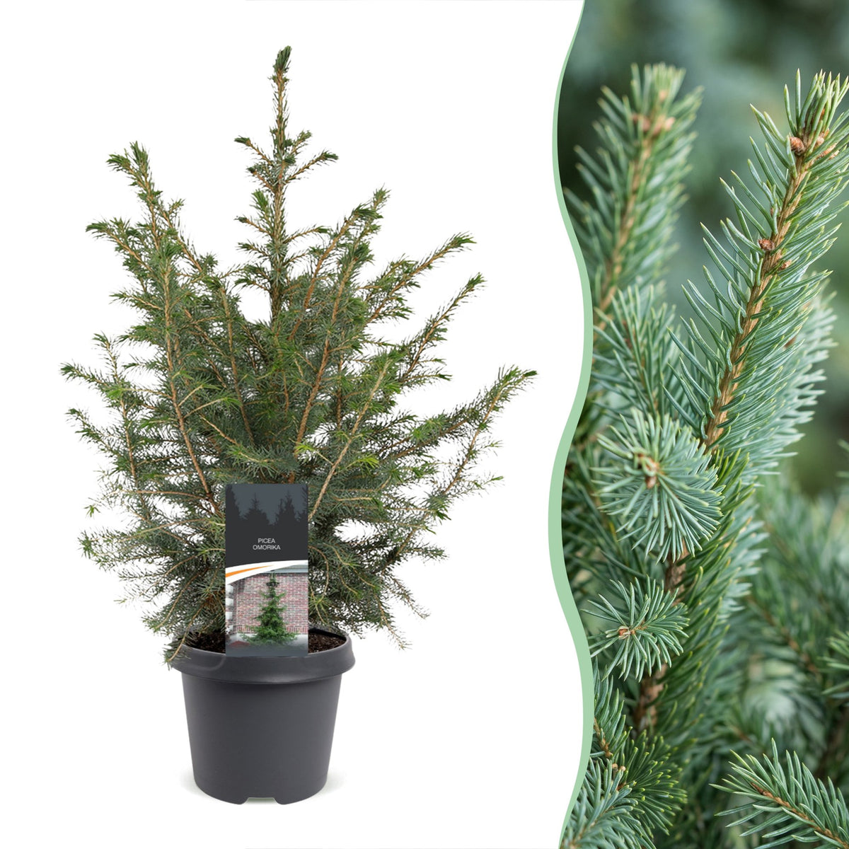 Épicéa de Serbie - Picea omorika - H 70 cm, pot Ø23 cm