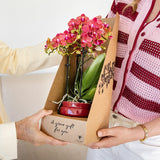 Orchidée Phalaenopsis rouge Blossom Congo - cache-pot Noma rouge et boîte cadeau