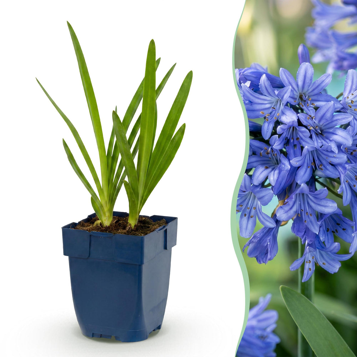 Agapanthe bleue - H 15-25 cm, pot Ø11 cm - photo 11