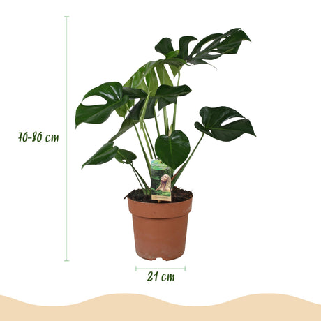 Monstera Deliciosa – Plante trouée | Grande taille, Pot 21 cm