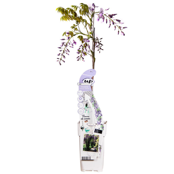 Glycine de Chine Caroline - Wisteria sinensis