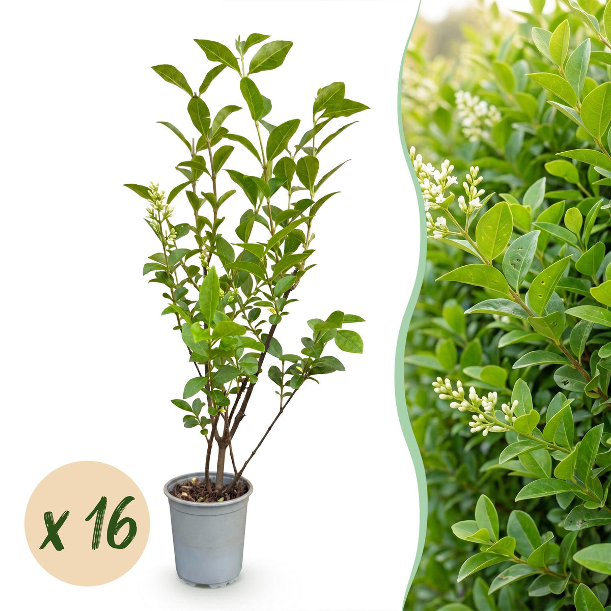 Kit haie Troène de Californie - H 35-45 cm, pot Ø9 cm