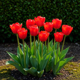 Tulipe triomphe rouge - calibre 11/12