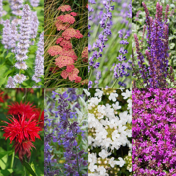 Kit de vivaces parfumées - 8 plants pour 1 m²