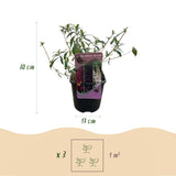 Arbre aux papillons Tricolour - Buddleja davidii - 3 plants - H 30 cm, pot Ø17 cm