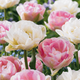 Tulipe double Double Sensation en mélange - 48 bulbes