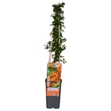 Buisson ardent Soleil d'Or - Pyracantha - H 65 cm, pot Ø15 cm