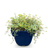 Thym rampant Red Carpet - Thymus praecox - H 15-25 cm, pot Ø11 cm - photo 2