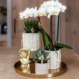 Orchidée Phalaenopsis blanche Mineral Gibraltar et 2 succulentes - coffret Oyster