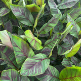 Bananier Ever Red - Musa - 2 plants - H 50 cm, pot Ø15 cm