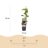 Vigne Vanessa raisin rouge sans pépins - Vitis vinifera - 2 plants - H 50 cm, pot Ø15 cm