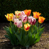 Tulipe en mélange Flaming Beauty - calibre 11/12