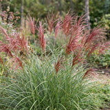 Eulalie Red Chief - H 15-25 cm, pot Ø11 cm