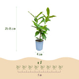 Laurier-cerise Novita pour haie - Prunus laurocerasus - H 25-35 cm, pot Ø9 cm - photo 4