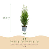 Kit haie Thuya Smaragd - H 20-30 cm, pot Ø9 cm
