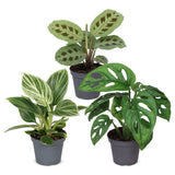 Baby plantes surprise - lot de 3 mini plantes tropicales
