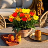 Tulipe botanique praestans en mélange - calibre 8/9