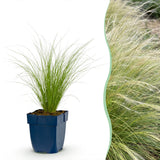 Stipa Ponytails - Cheveux d'ange - H 15-25 cm, pot Ø11 cm