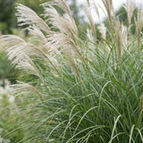 Eulalie Gracillimus - Miscanthus sinensis - H 15-25 cm, pot Ø11 cm - photo 5