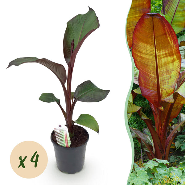Bananier d'Abyssinie rouge Maurelii - Ensete ventricosum - 4 plants