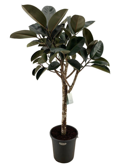 ficus elastica burgundy - 170 cm