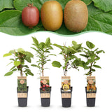Collection de kiwis à pollinisation croisée - H 50 cm, pot Ø15 cm