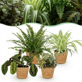 Mix plantes pet-friendly x4 – Chlorophytum, Maranta, Callisia, Nephrolepis