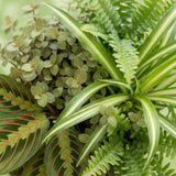 Mix plantes pet-friendly x4 – Chlorophytum, Maranta, Callisia, Nephrolepis