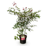 Érable du Japon Beni Maiko - H 90 cm, pot Ø26 cm