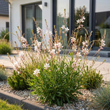 Gaura Whirling Butterflies - H 15-25 cm, pot Ø11 cm
