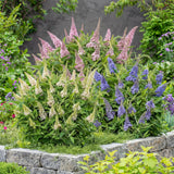 Buddleia nain Butterfly Candy en mélange - H 20-25 cm, pot Ø12 cm