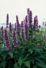 Agastache Blue Fortune en godet - Agastache hybride - H 10-25 cm, pot Ø9 cm - photo 6