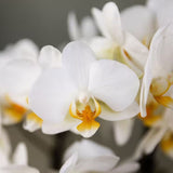 Orchidées Phalaenopsis blanches Blossom Lausanne en coupe Oyster - bouquet de 3 - H 45 cm, pots Ø12 cm